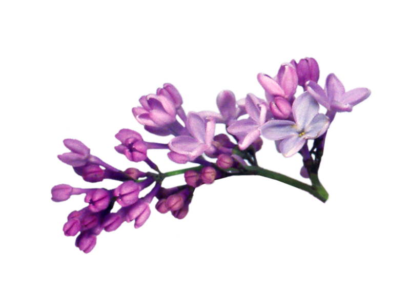 Lilas PNG Photo Fond