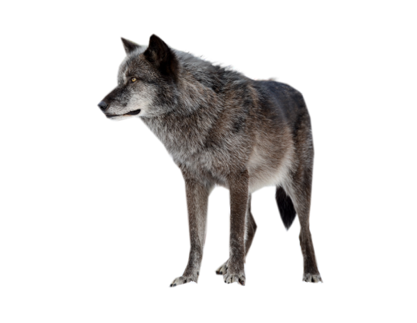 Loup PNG Fond Telecharger