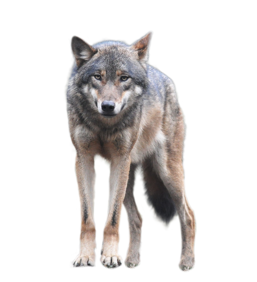 Loup PNG Telecharger