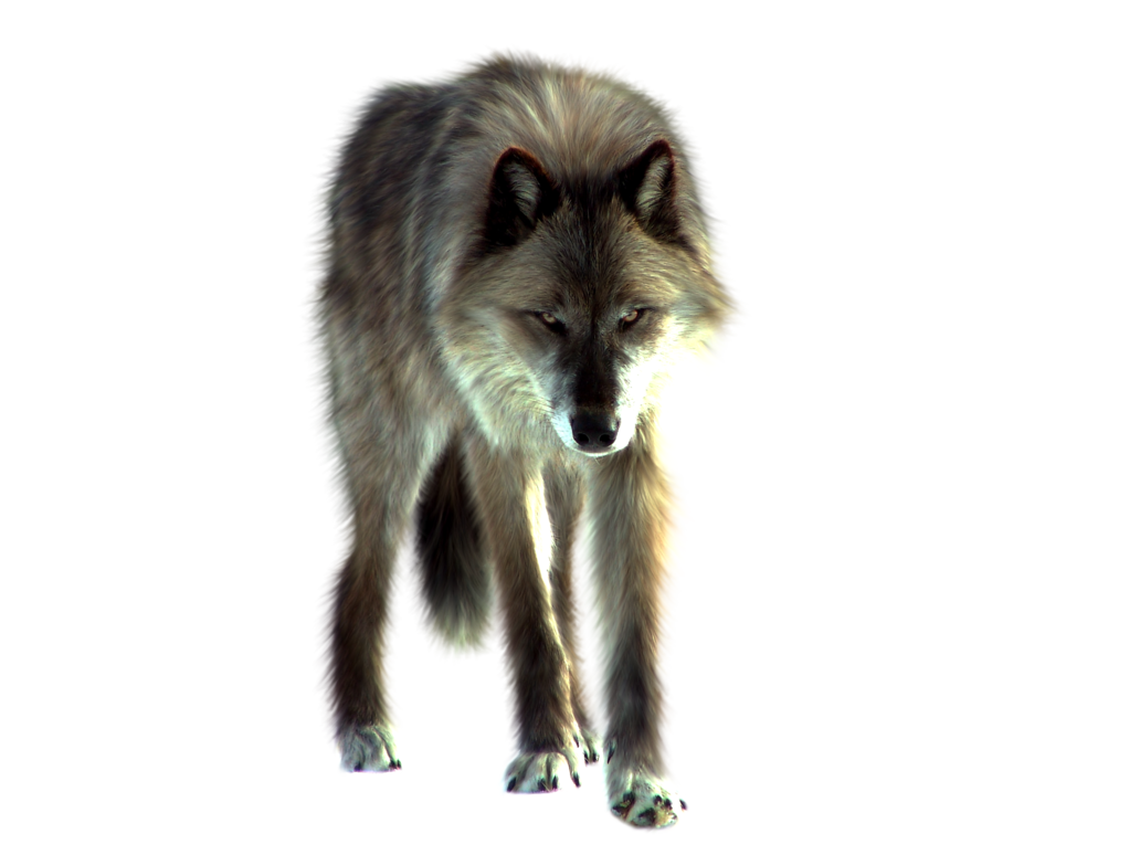 Loup Telecharger PNG