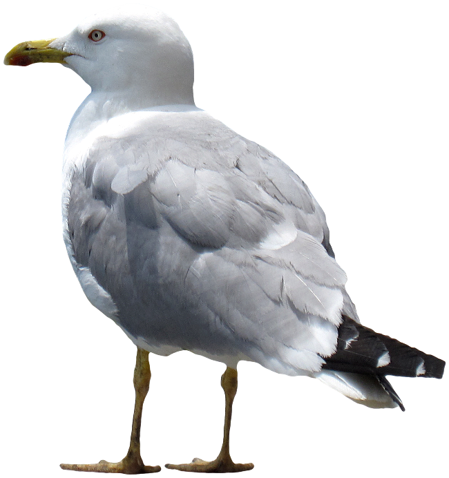 Mouette Fond PNG Image