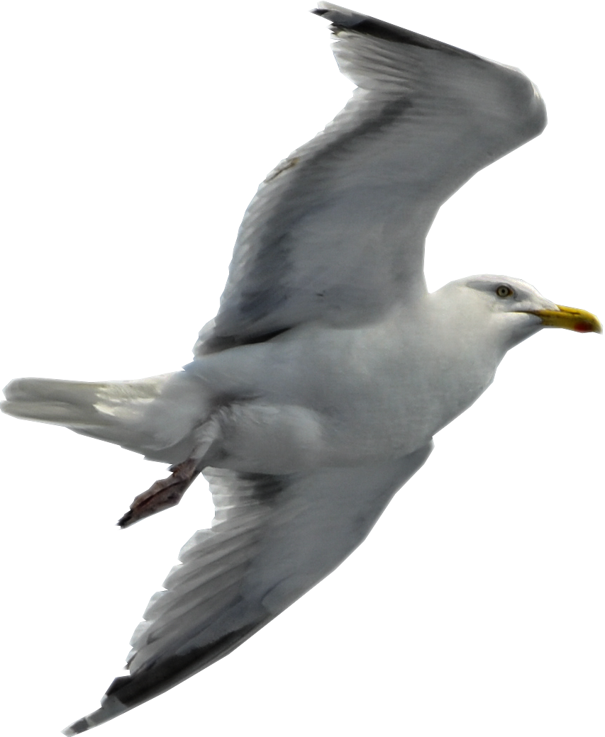 Mouette PNG Fond