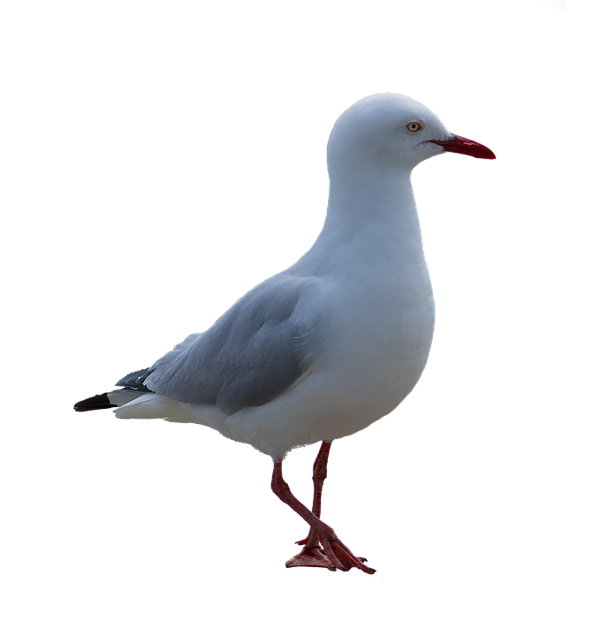 Mouette PNG Telecharger