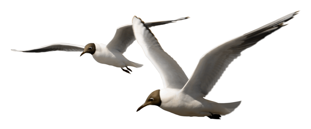 Mouette Telecharger PNG