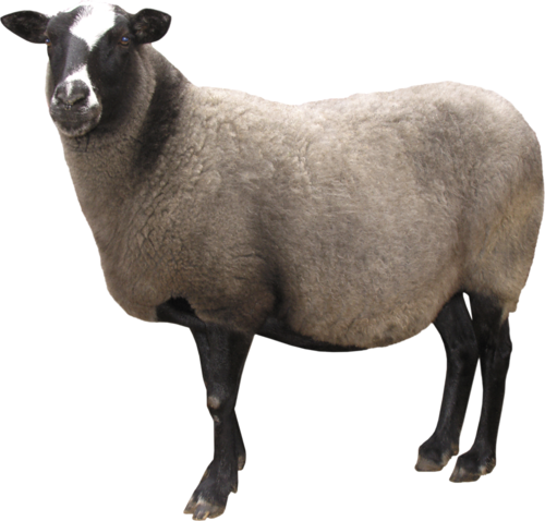 Mouton Telecharger PNG
