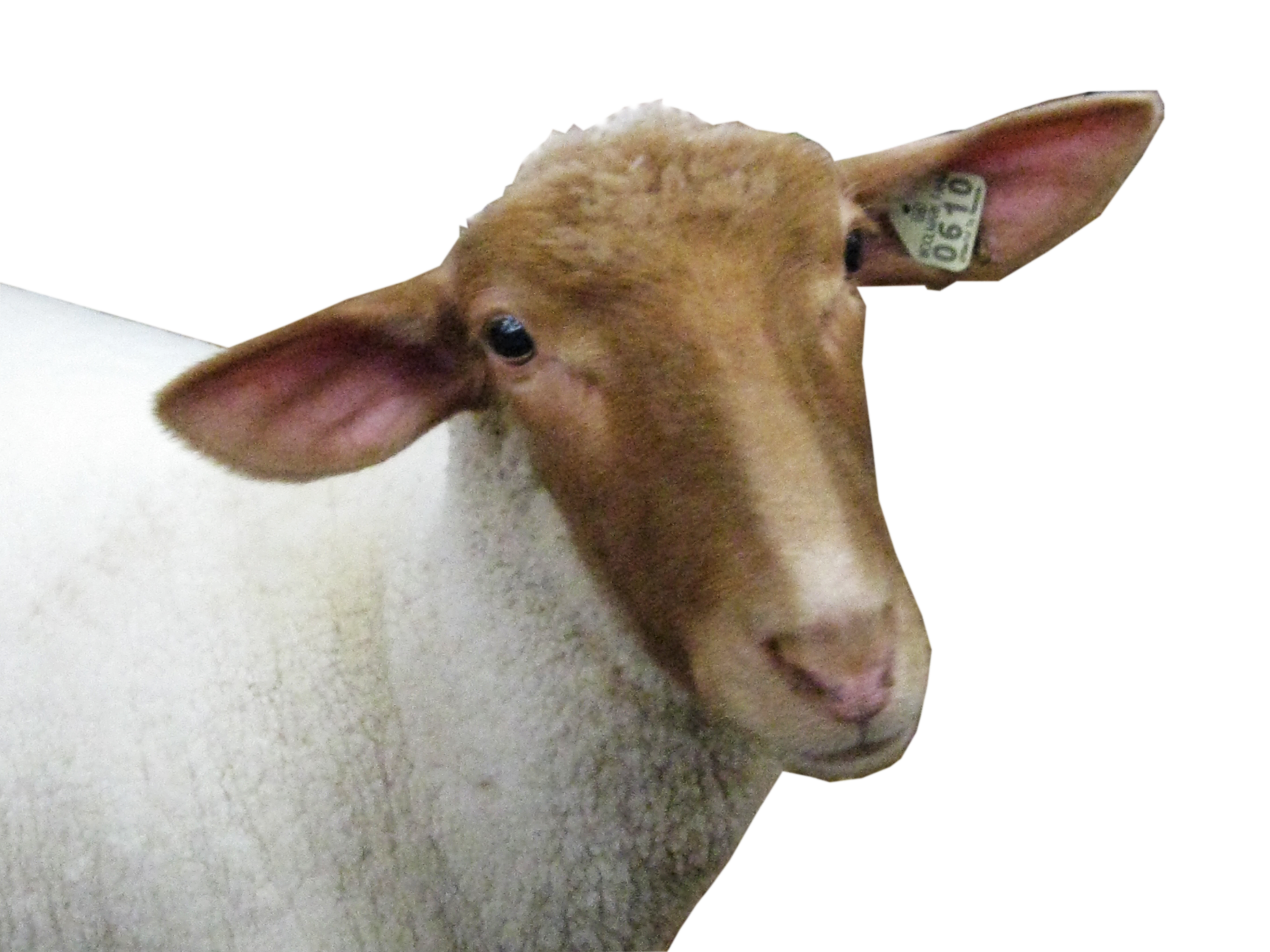 Mouton Transparentes Image