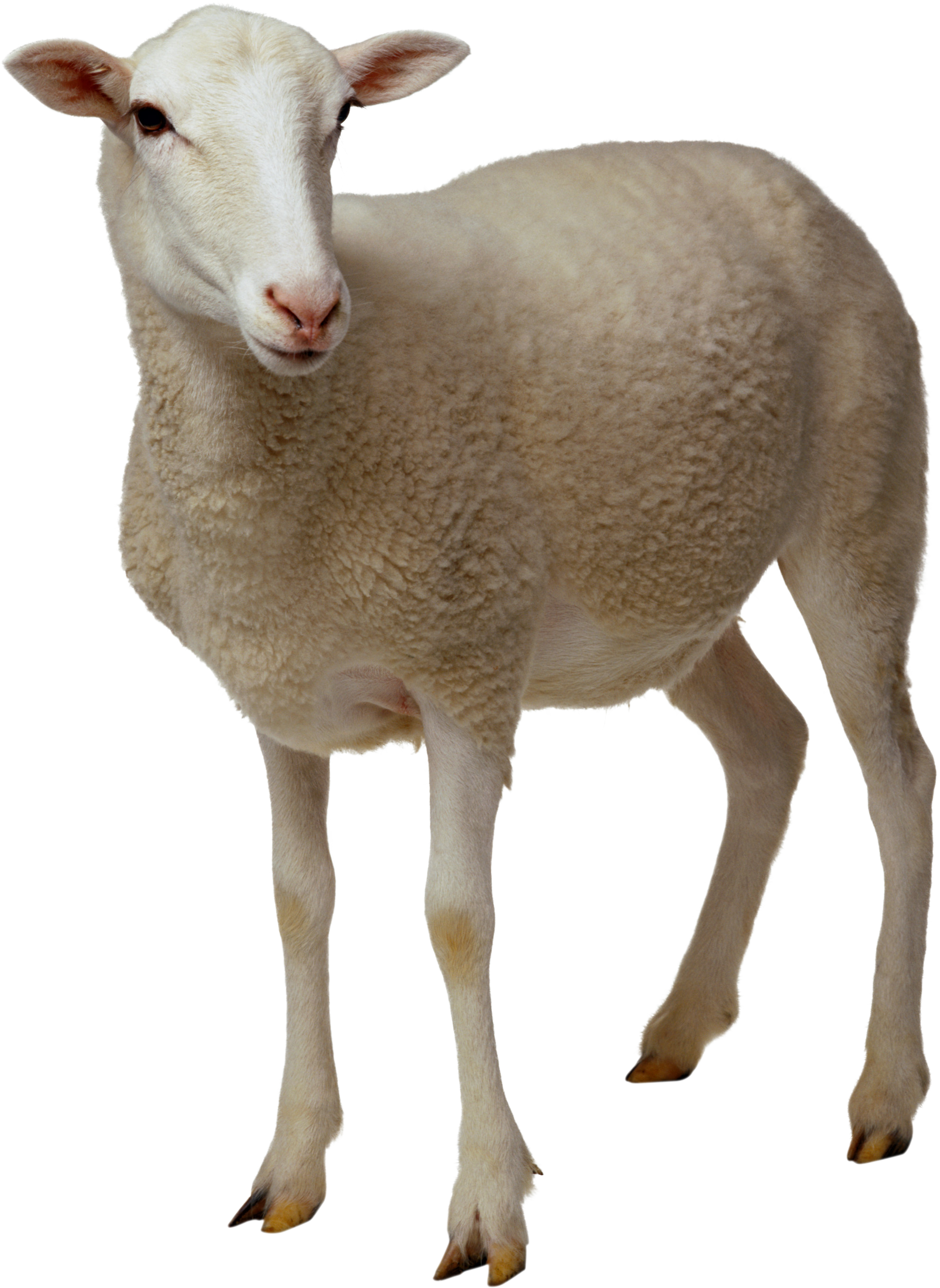 Mouton Transparentes PNG De Fichier