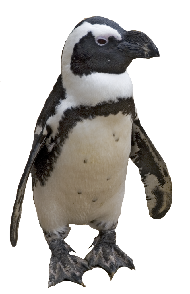 Pingouin Transparentes Fond PNG