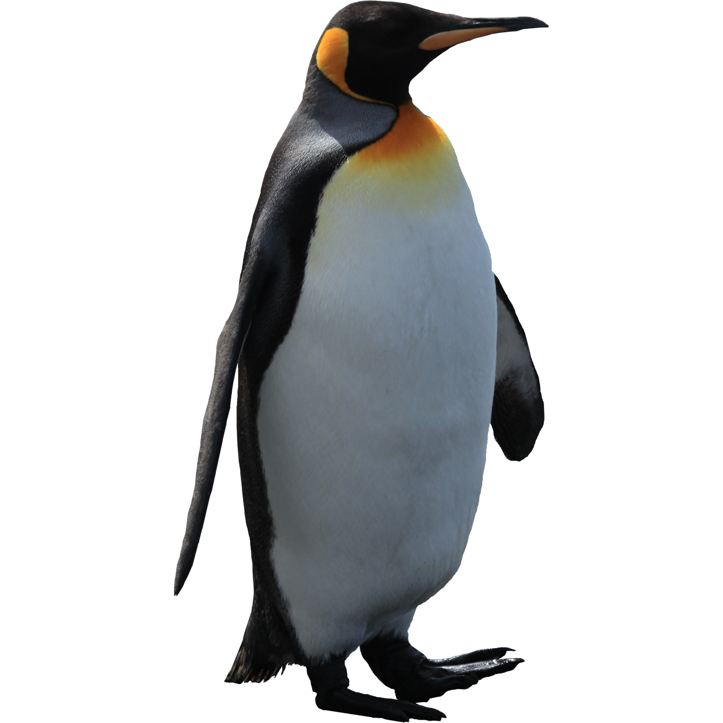 Pingouin Transparentes Gratuit PNG