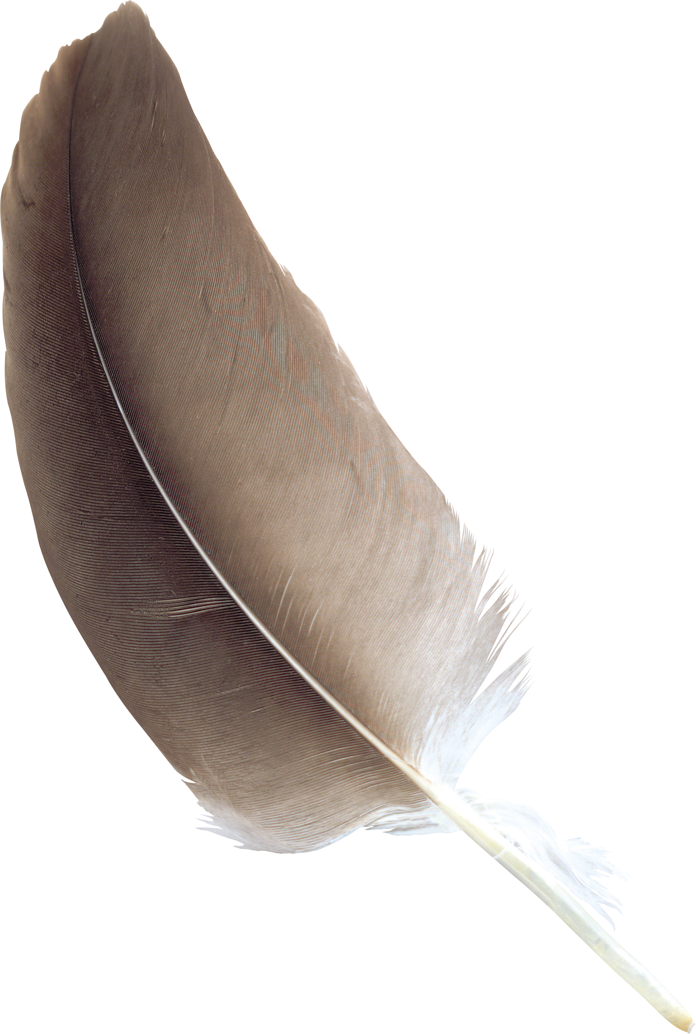 Plume Fond PNG Image