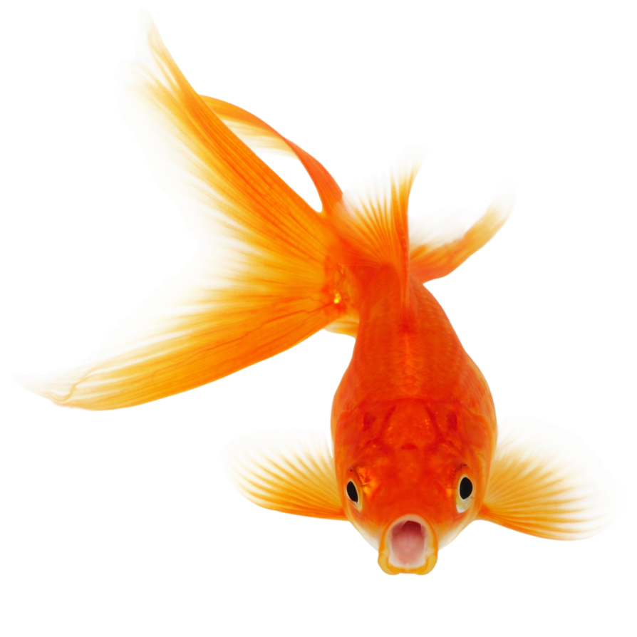 Poisson Rouge Fond PNG Image