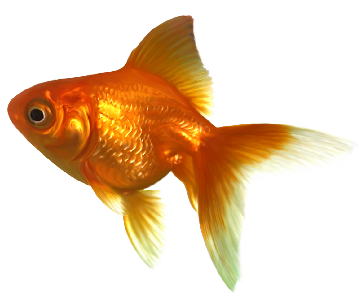 Poisson Rouge PNG Fond Image