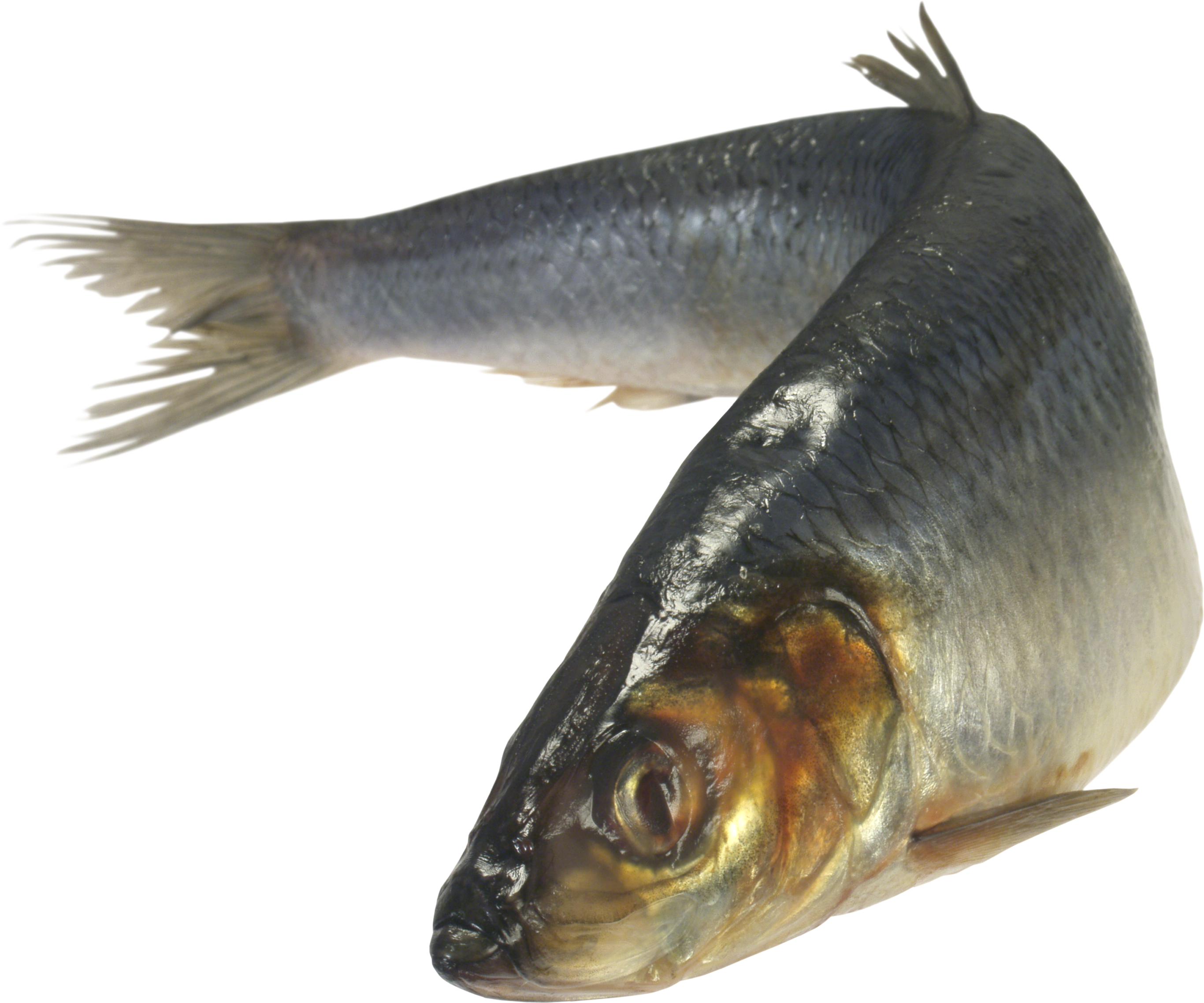 Poisson Telecharger PNG