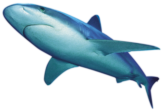 Requin PNG De Fichier Telecharger