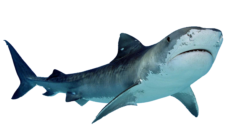 Requin PNG Fond De Fichier