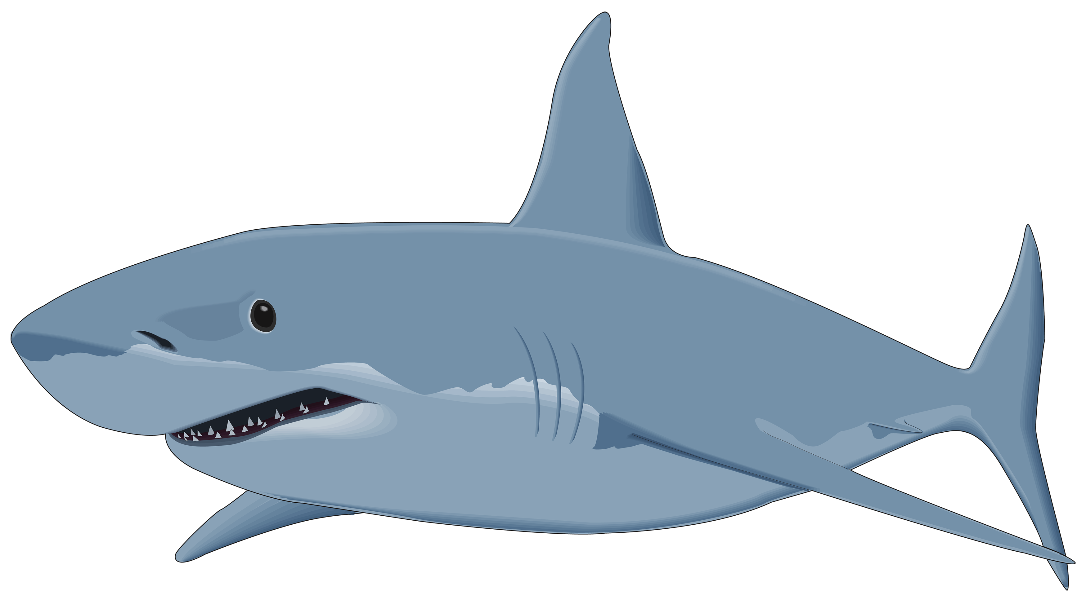 Requin PNG Fond