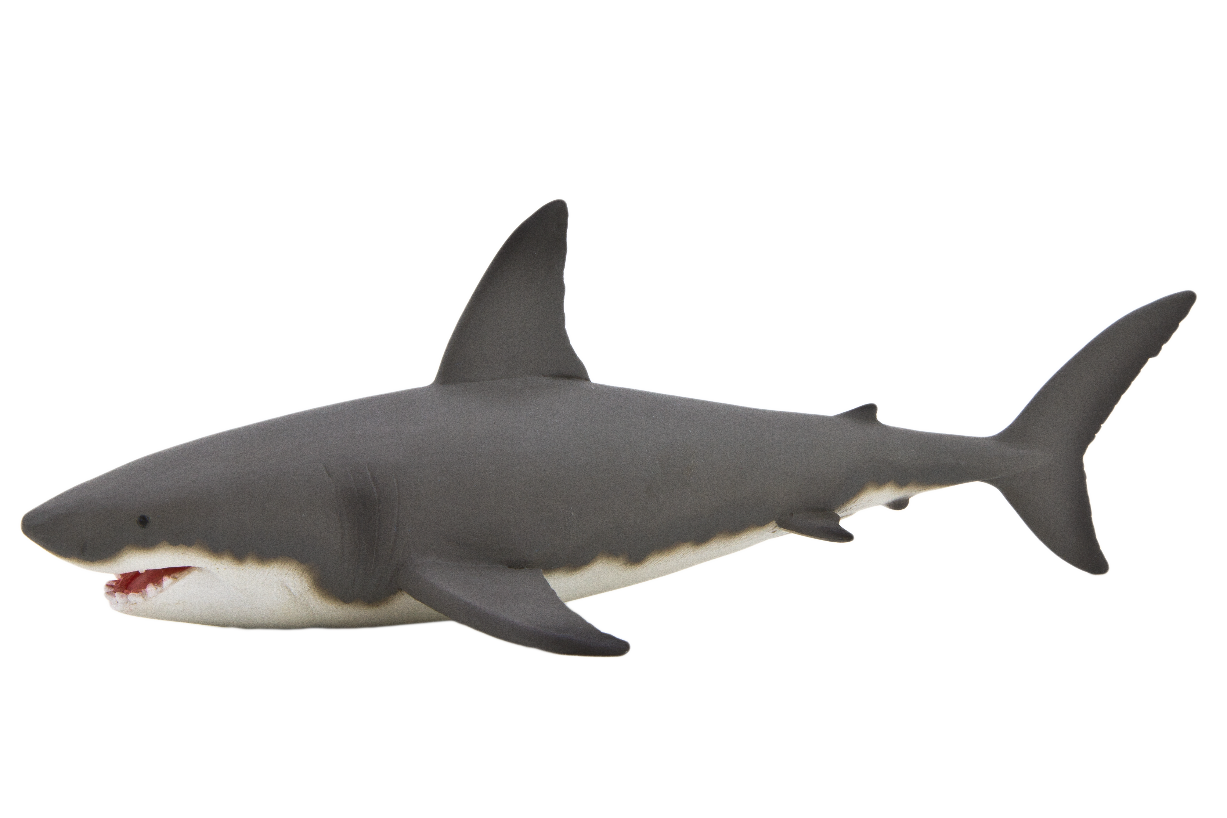 Requin PNG Telecharger Fond