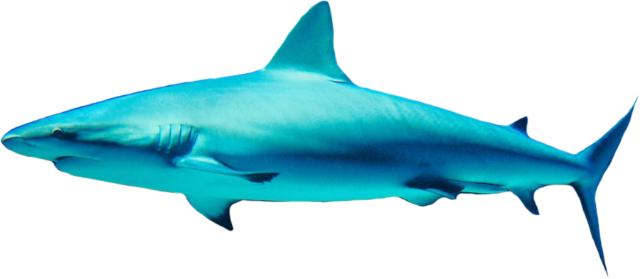 Requin PNG Telecharger