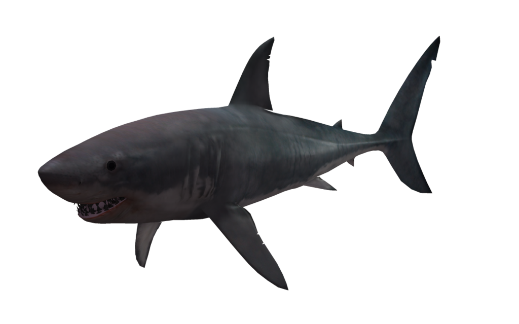 Requin Telecharger Gratuit PNG