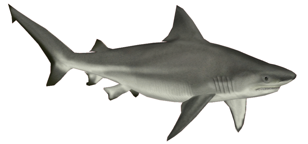 Requin Telecharger PNG