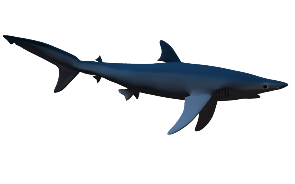 Requin Transparentes Fond PNG