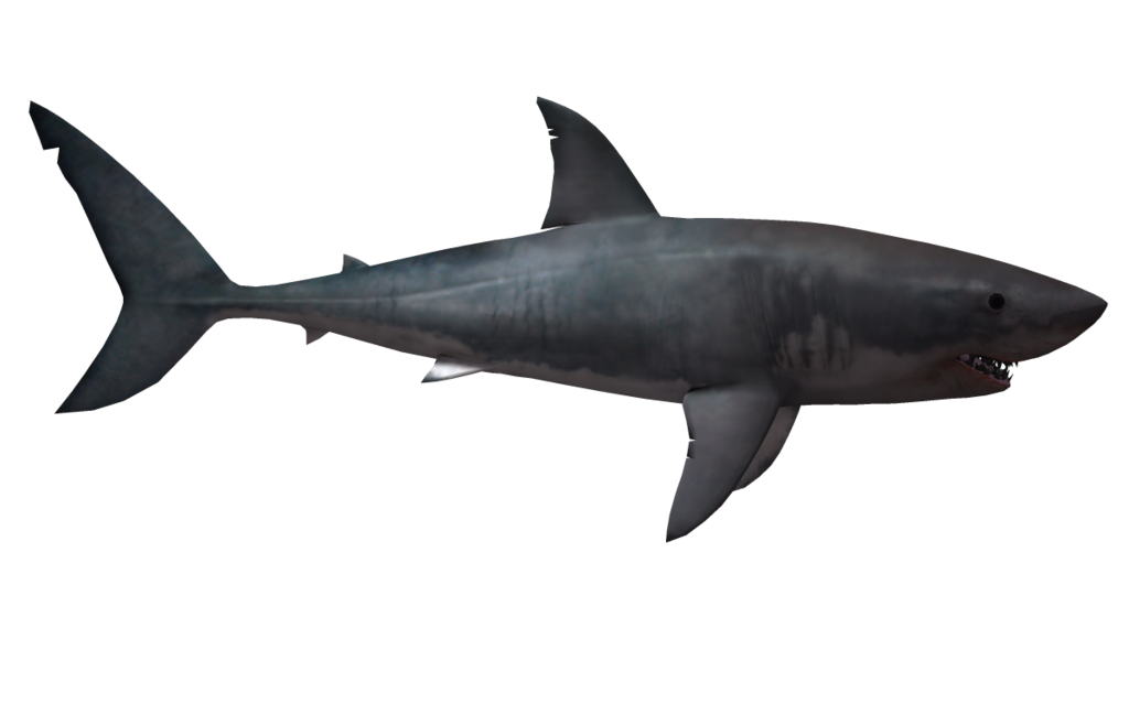 Requin Transparentes Gratuit PNG