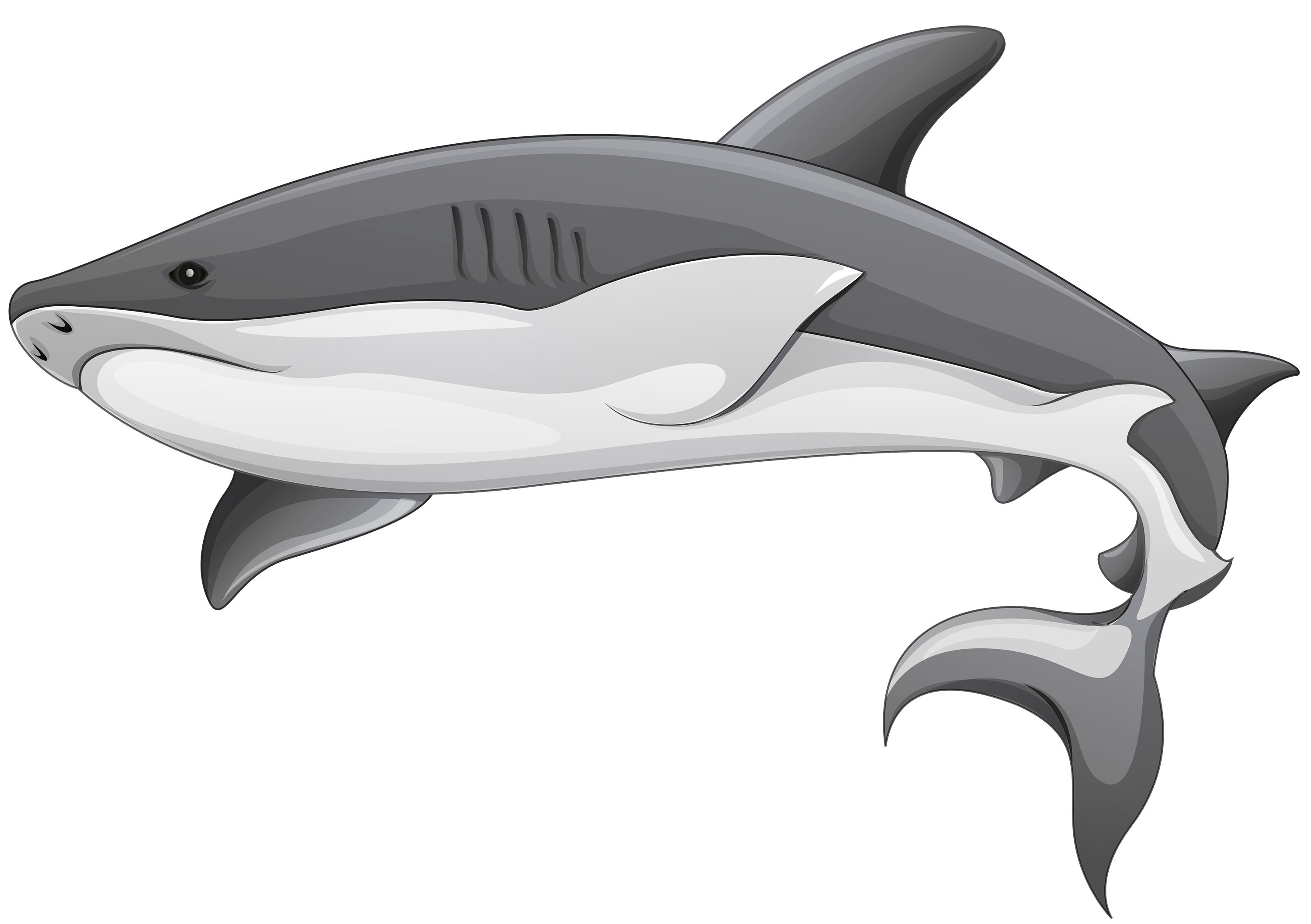 Requin Transparentes Image