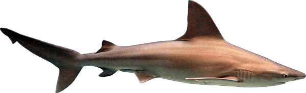 Requin Transparentes PNG De Fichier