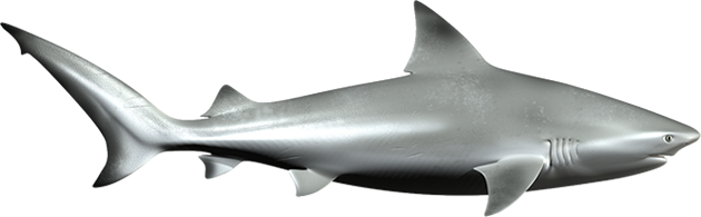 Requin Transparentes PNG