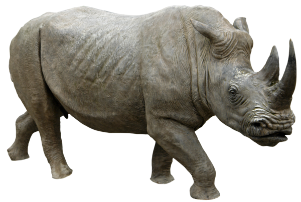 Rhinocéros De Fichier Fond