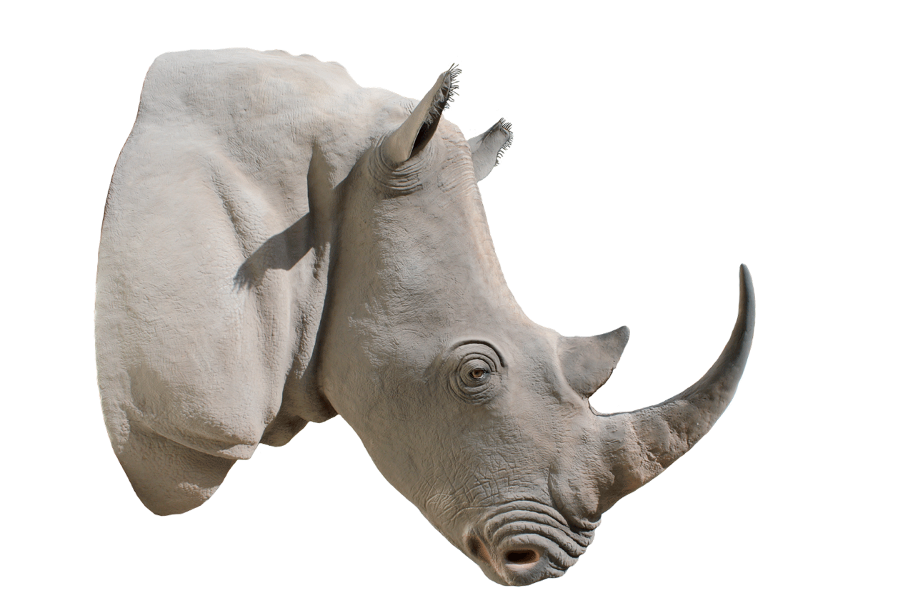Rhinocéros Fond PNG Image