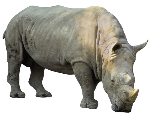 Rhinocéros PNG De Fichier Telecharger