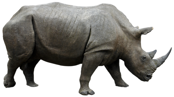 Rhinocéros PNG Fond Image