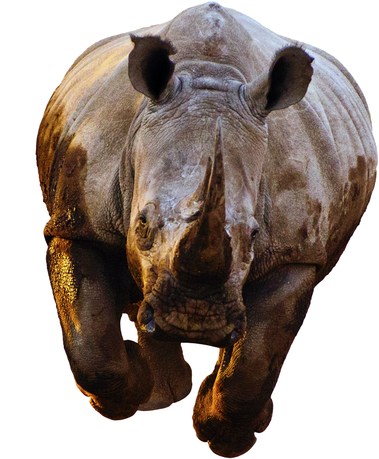 Rhinocéros PNG Fond