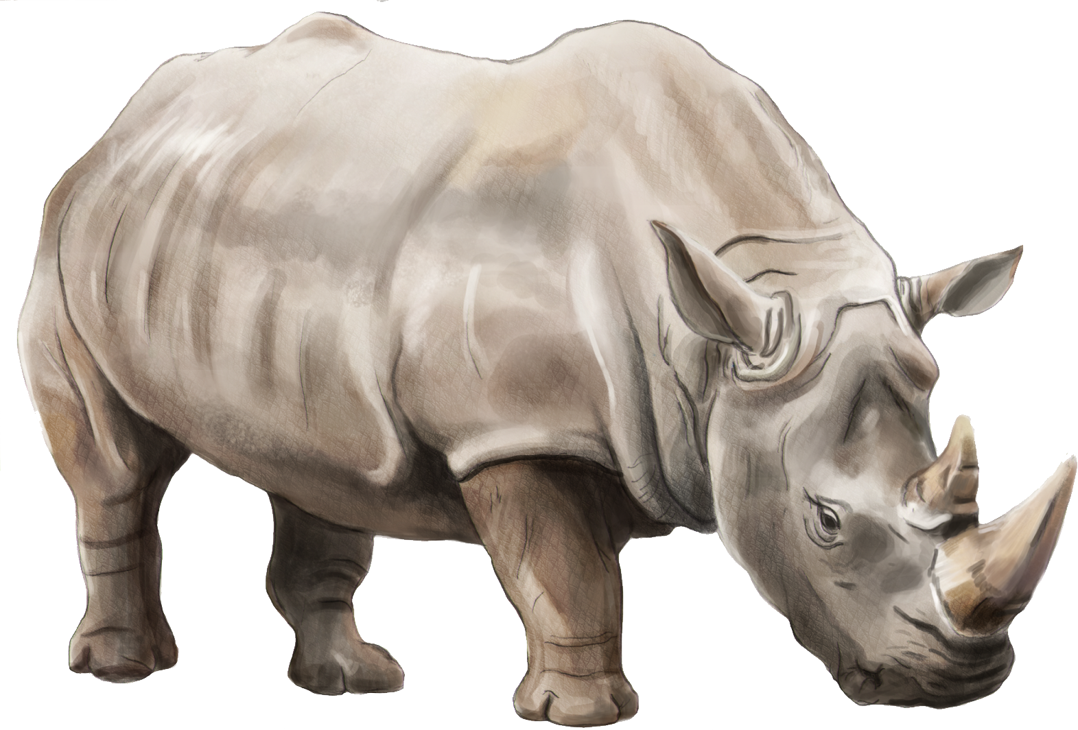 Rhinocéros PNG Gratuit Telecharger