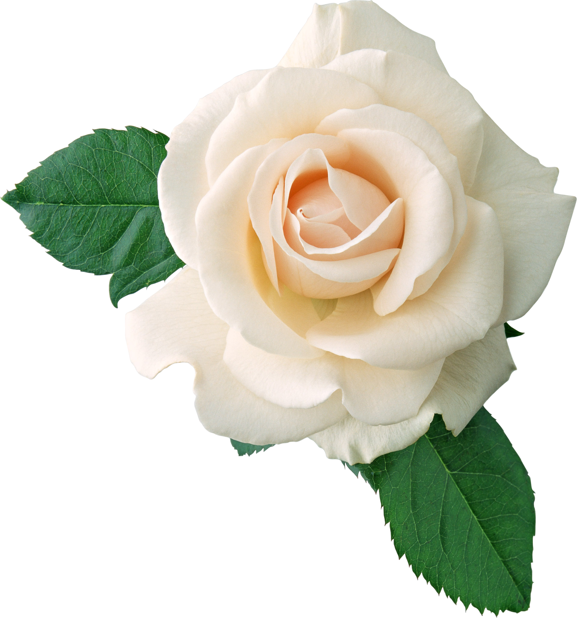 Rose Blanche PNG Photo Fond
