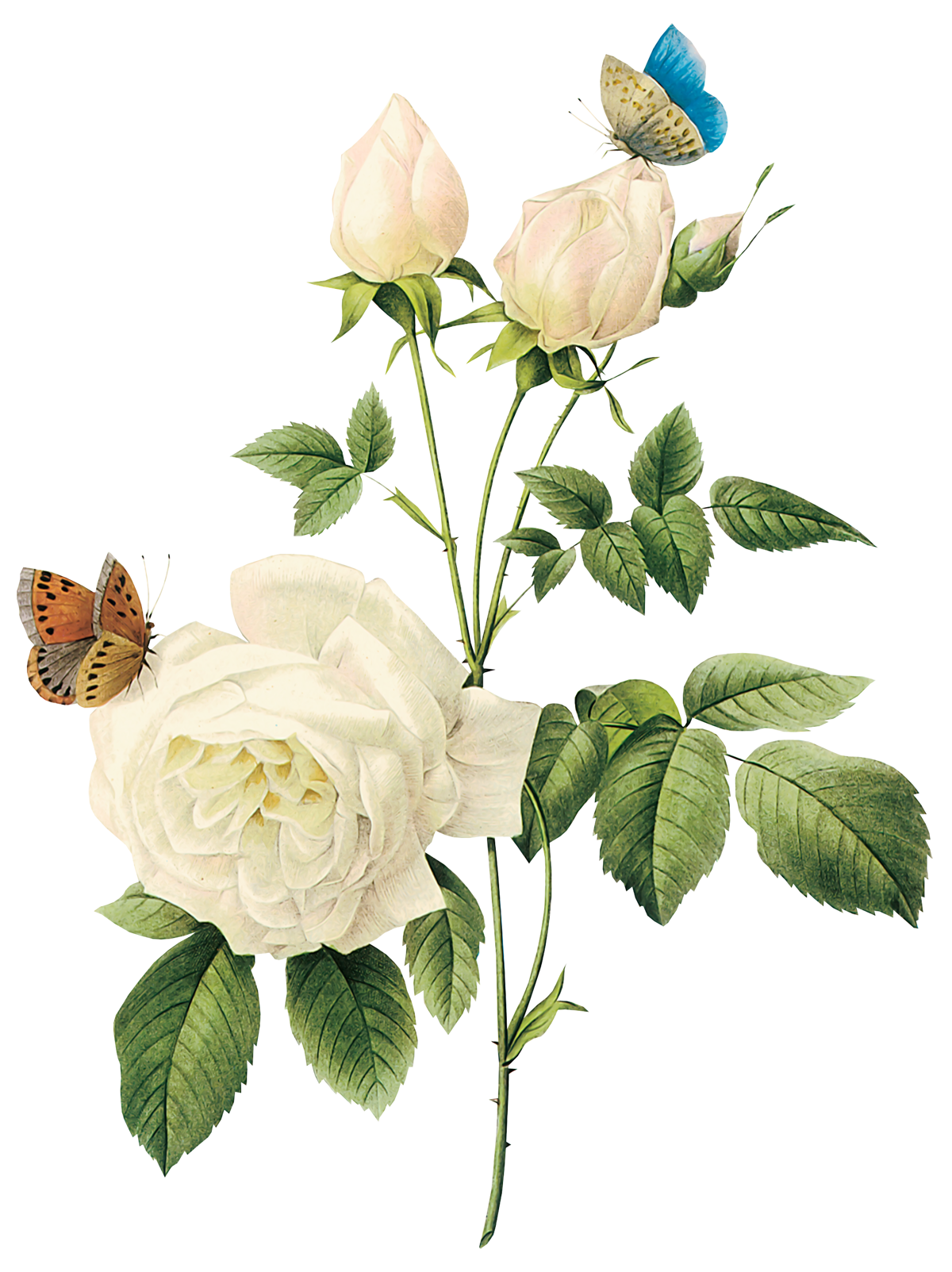Rose Blanche Telecharger PNG