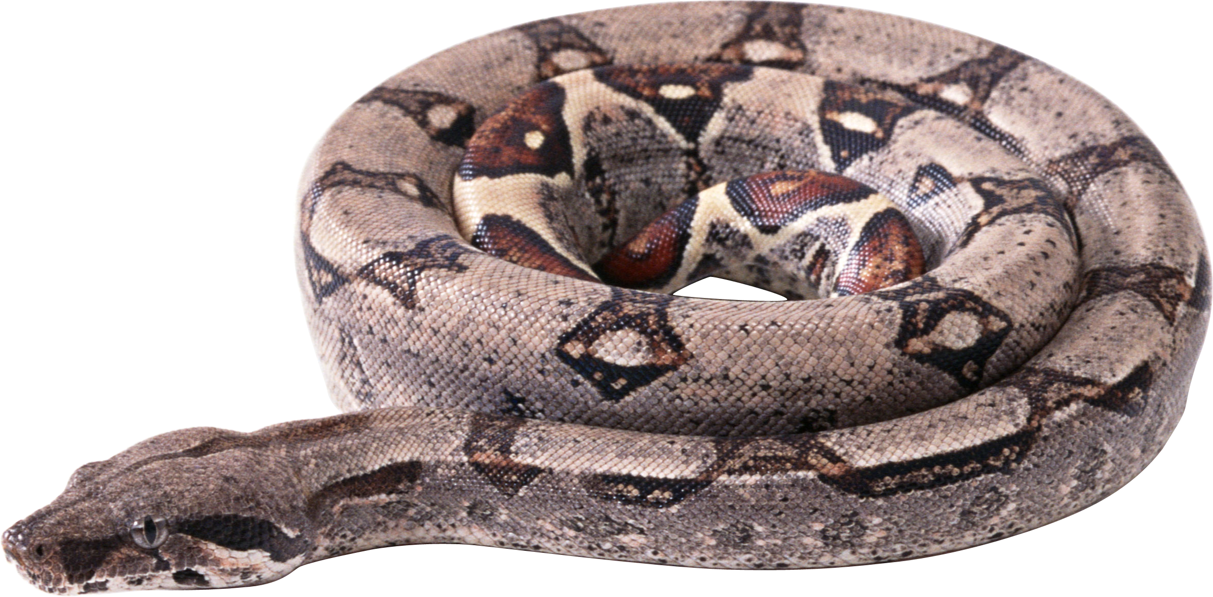 Serpent Fond PNG Image