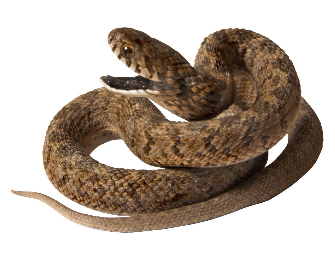 Serpent PNG De Fichier Telecharger