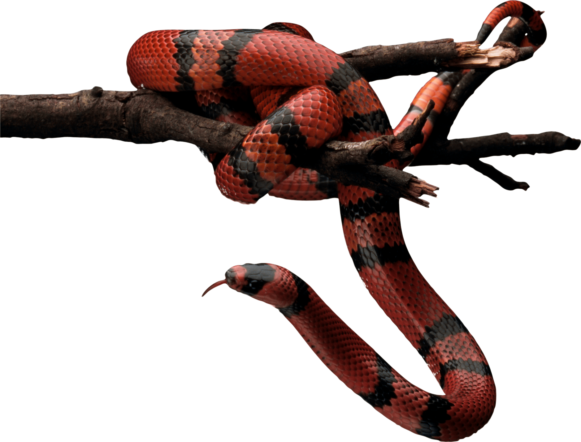 Serpent PNG Fond Image