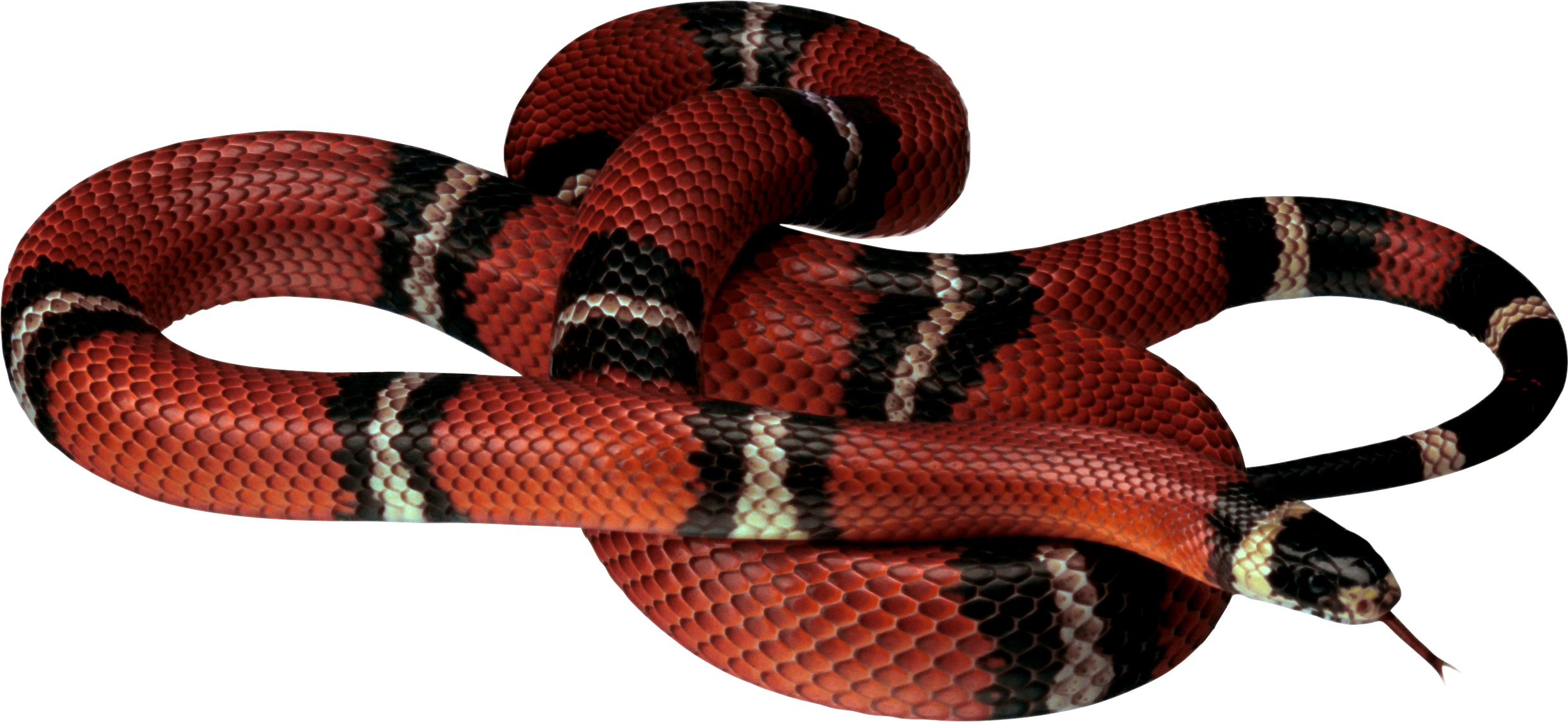 Serpent PNG Fond