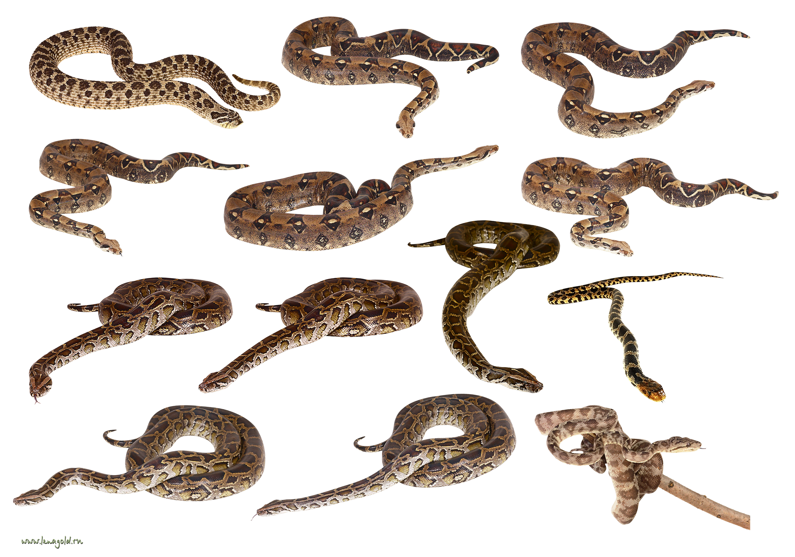 Serpent PNG Telecharger Fond