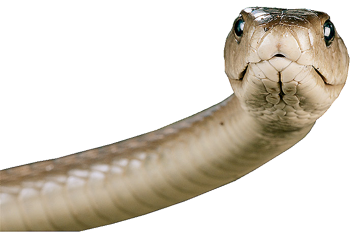 Serpent Telecharger Gratuit PNG