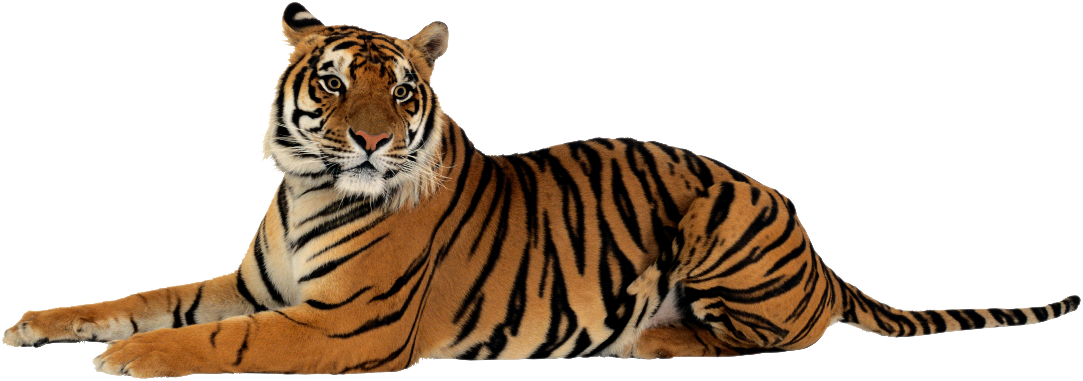 Tigre PNG Fond Image