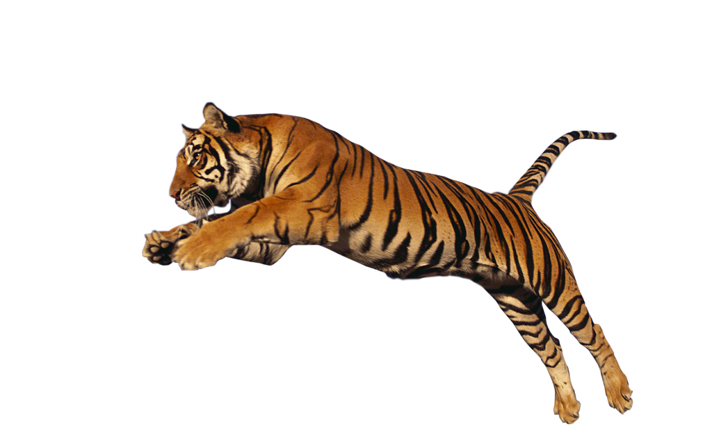 Tigre Telecharger PNG