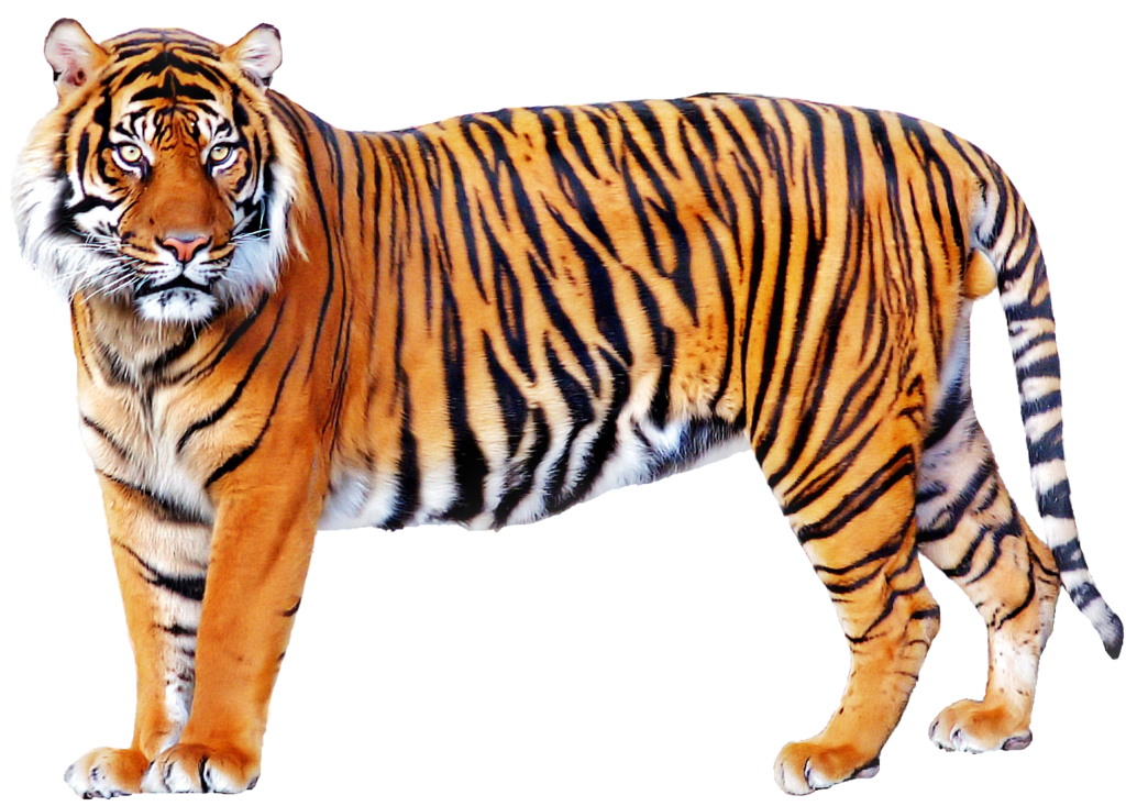 Tigre Transparentes Gratuit PNG