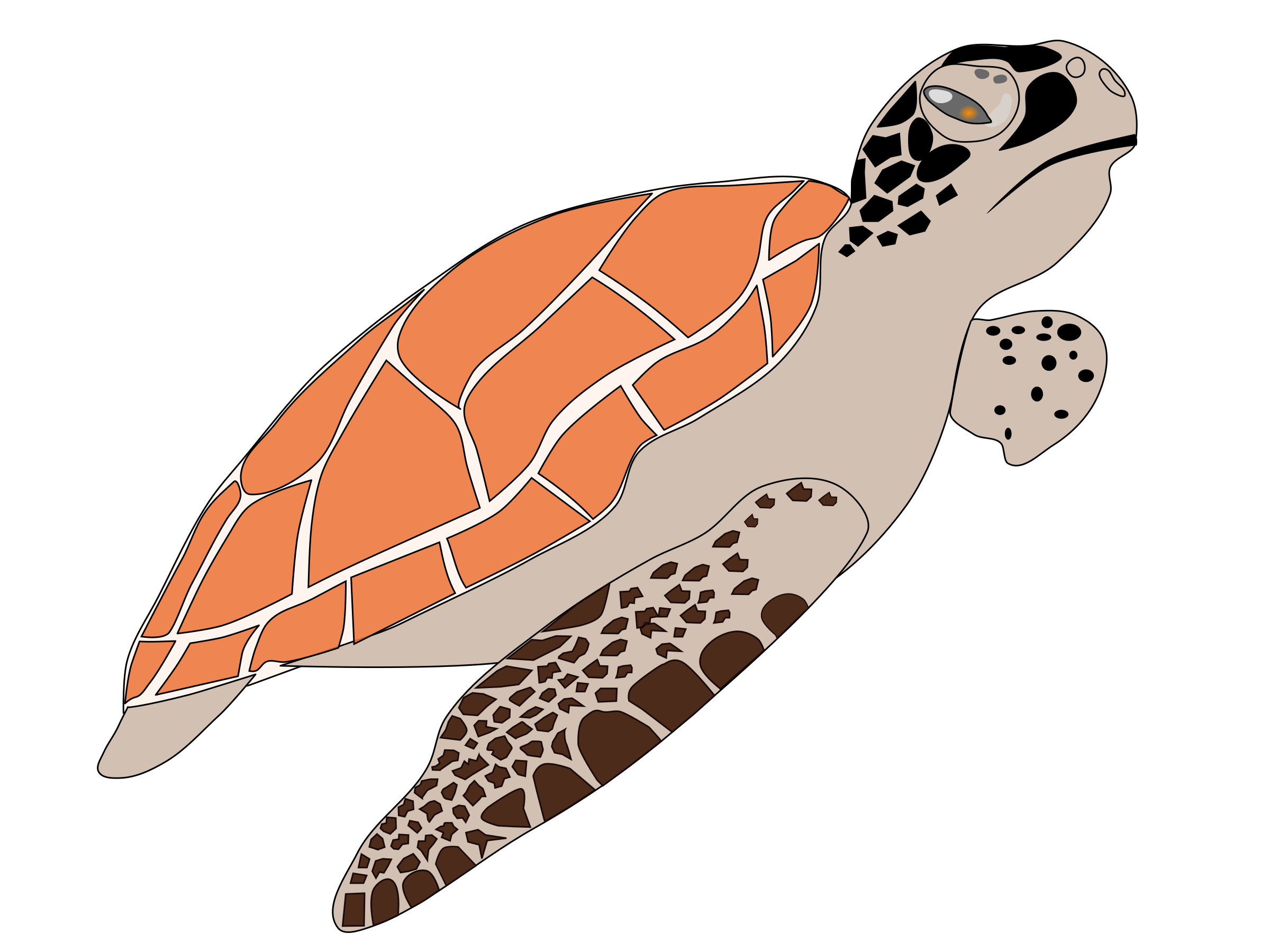 Tortue Fond PNG Image