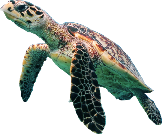Tortue PNG Fond Image