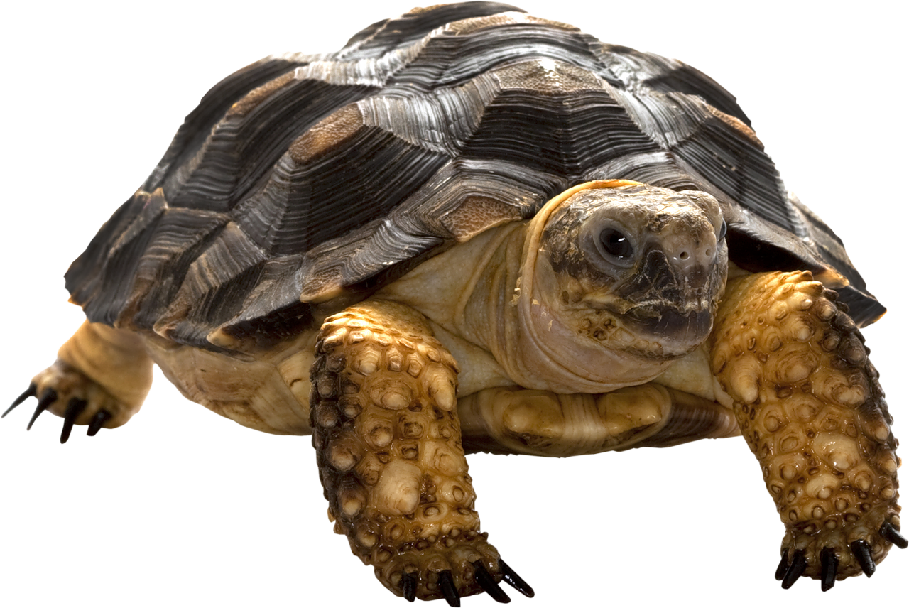 Tortue PNG Fond