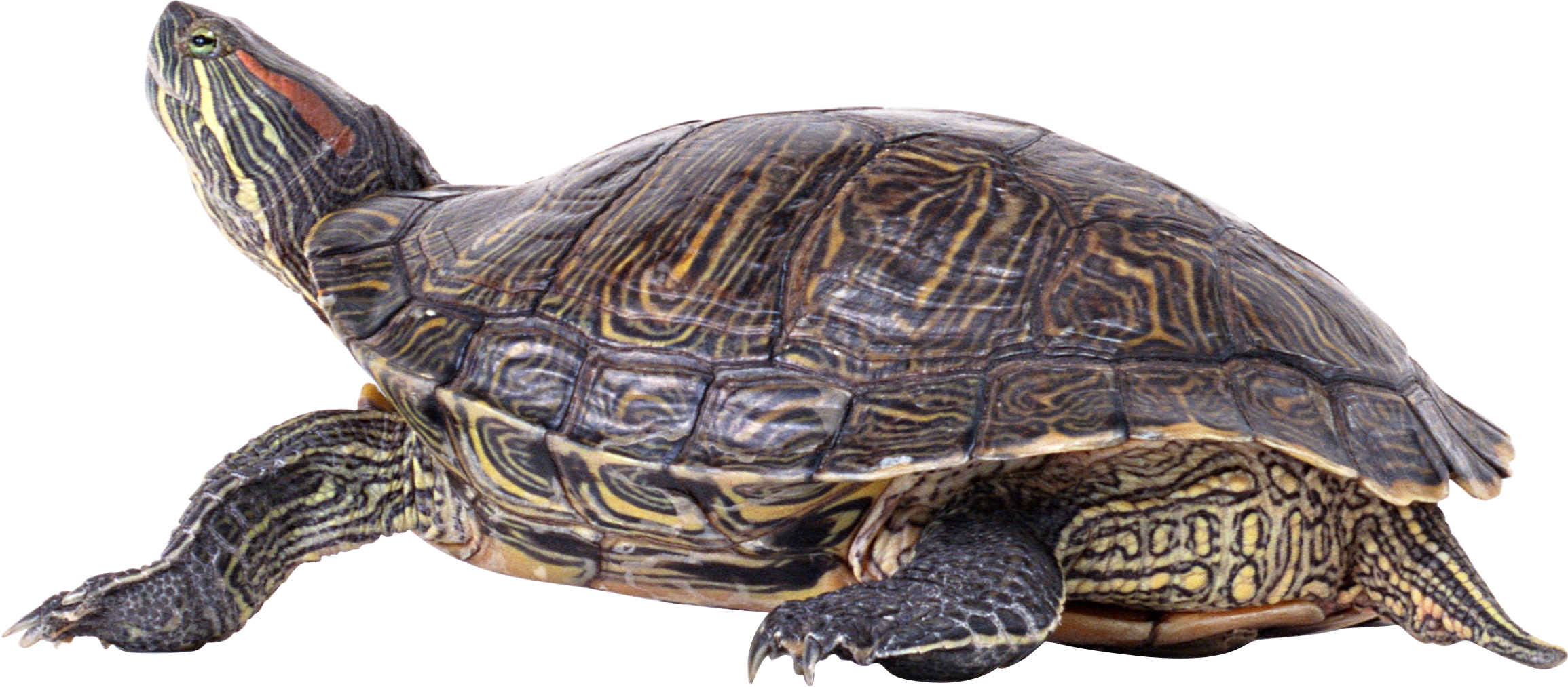 Tortue PNG Photo Fond